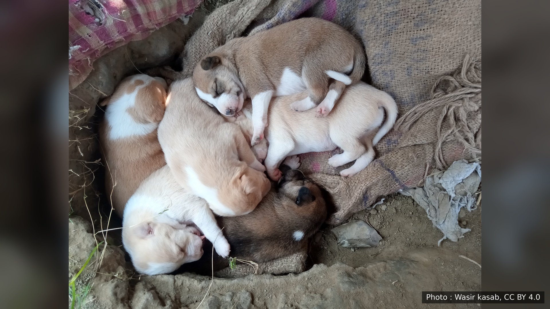 Des chiots indiens nouveau-nés blottis les uns contre les autres
