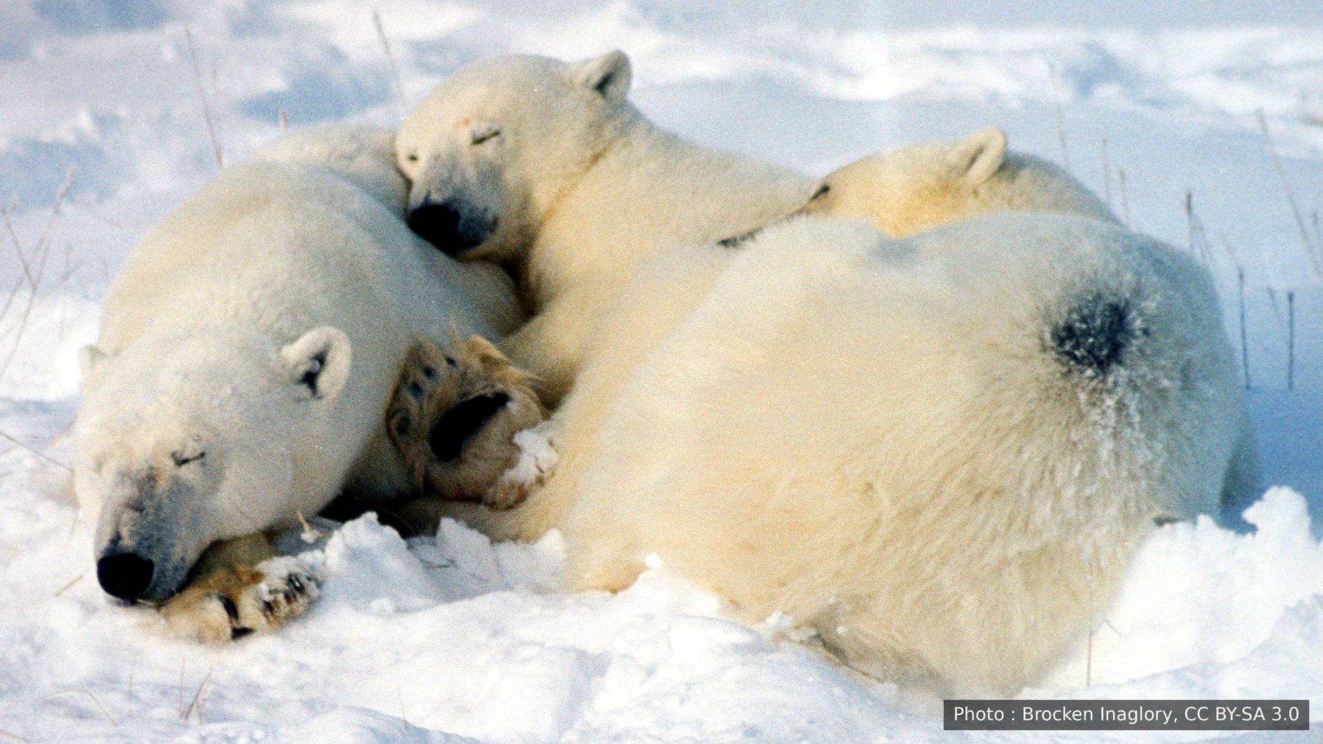 Une mère ourse polaire et ses deux oursons endormis dans la neige à Churchill, au Manitoba